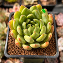 Echeveria Agavoides sp. 2" Succulent Plant