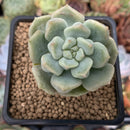 Echeveria 'Cream Puff' 2" New Hybrid Succulent Plant