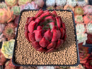 Echeveria Agavoides 'Giant Beast' 3" New Hybrid Succulent Plant