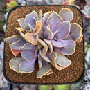 Echeveria 'Valkyrie' 4" Cluster Succulent Plant