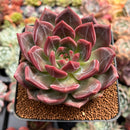 Echeveria 'Luna Solar' 3" Succulent Plant