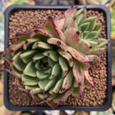 Echeveria Agavoides 'Sarabony' 2" Succulent Plant