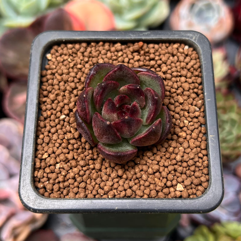 Echeveria 'Black Tiger' 1