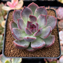 Echeveria 'Dark Chocolate' 2"-3" Succulent Plant