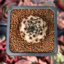 Echeveria Agavoides 'Sarabony' 1" Succulent Plant