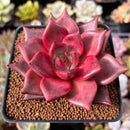 Echeveria Agavoides 'Red Ebony' 3" Succulent Plant