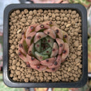 Echeveria Agavoides 'Red tips' 1" Succulent Plant