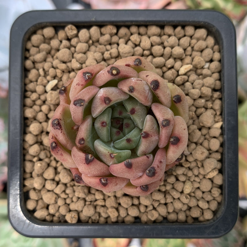 succulent tips brown Echeveria Agavoides 'Red tips' 1" Succulent Plant – True Succulents Plant  Co