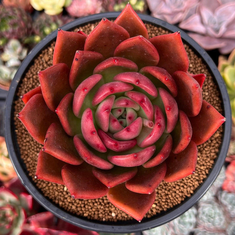 flame succulent Echeveria Agavoides 'Flame' New Hybrid 5" Succulent Plant – True Succulents  Plant Co