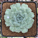 Echeveria 'Hearts Choice' 2"-3" Succulent Plant