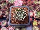 Echeveria Agavoides 'Black Cat' 1" Succulent Plant