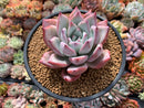 Echeveria 'Colorata' 4" Succulent Plant