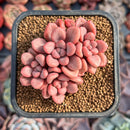 Echeveria 'Polari Heart' 2" Cluster Succulent Plant