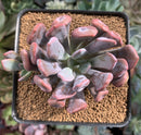 Echeveria 'Cupid' 2"-3" Succulent Plant