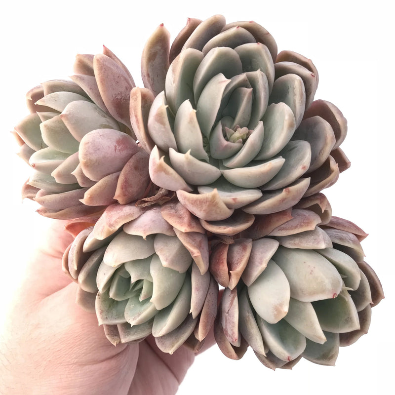 Echeveria Sp Cluster 5” Rare Succulent Plant