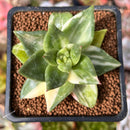 Echeveria 'Maria' Variegated 2" Succulent Plant