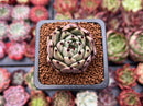 Echeveria Agavoides 'Black Cat' 1" Succulent Plant
