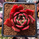 Echeveria Agavoides 'Rejong' 2" Succulent Plant