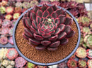 Echeveria Agavoides 'Red Bell' 3"-4" Succulent Plant