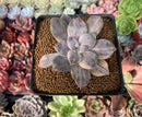 Quetzalcoatlia 'Pentandra Superba' Variegated 2" Succulent Plant (Formerly Graptopetalum 'Pentandrum Superbum' Variegated)