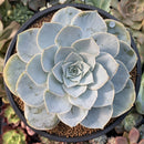 Echeveria 'Domingo' 3"-4" New Hybrid Succulent Plant