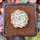 Echeveria 'Tinkerbell' Variegated 1" Succulent Plant