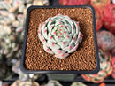 Echeveria 'Rose Laurent' 2" New Seed Grown Hybrid Succulent Plant