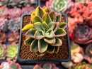 Echeveria 'Bob Jolly' Variegated 2" Succulent Plant