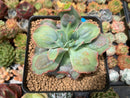 Echeveria 'Blue Spur' 3" New Hybrid Succulent Plant