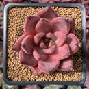 Echeveria Agavoides 'Red Ebony' 2" Succulent Plant