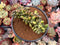 Pachyphytum 'Compactum' Crested 3" Succulent Plant