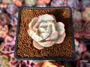 Echeveria 'Berkley Light' Variegated 1” Succulent Plant