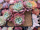 Echeveria 'Fortuna' 4" Cluster Succulent Plant