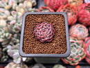 Echeveria 'Shella' 1" Small Succulent Plant