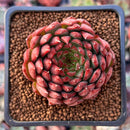Echeveria Agavoides 'Rainstar' 2" Succulent Plant