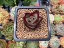 Echeveria Agavoides 'Casio' 1" Succulent Plant