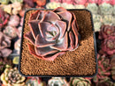 Echeveria 'Purple Tint' 2" Succulent Plant