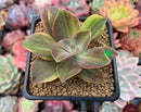 Graptoveria 'Fred Ives' Variegated 3" Succulent Plant
