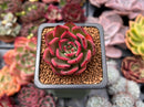 Echeveria Agavoides 'Rejong' 1" Succulent Plant