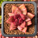 Pachyphytum 'Tivoli' 1" New Hybrid Succulent Plant