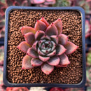 Echeveria Agavoides 'Red Tip' 1" Succulent Plant