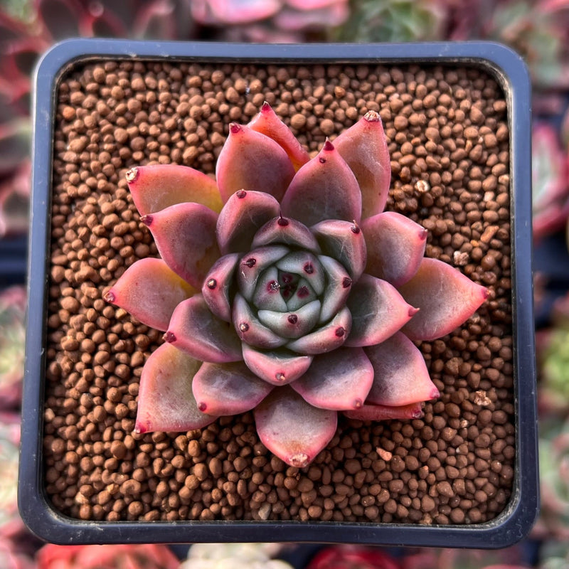 red tip succulent plants Echeveria Agavoides 'Red Tip' 1" Succulent Plant
