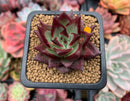 Echeveria Agavoides 'Johnny Walker' 2" Succulent Plant