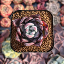 Echeveria 'Black Sabbath' 1'-2" Succulent Plant
