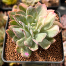 Echeveria 'Bradburiana' Variegated 2" Cutting Succulent Plant