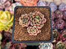 Echeveria Hybrid sp. 1"-2" Succulent Plant