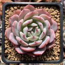 Echeveria 'Horizon' 2" Succulent Plant