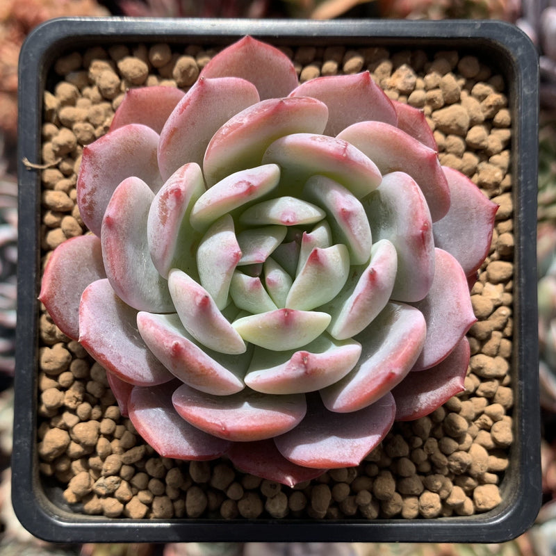 echeveria classic french trnusers サイズ2 Echeveria 'Horizon' 2