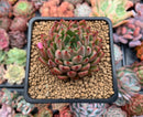 Echeveria Agavoides 'Enita' 2" Succulent Plant