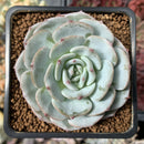 Echeveria 'Mont Blanc' 2" Succulent Plant